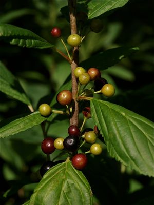 Rhamnus alnifolia (Alder-Leaved Buckthorn)