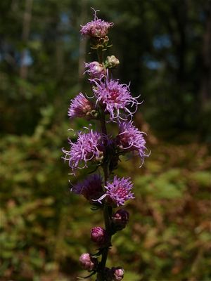 Liatris aspera (Rough Blazing-Star)