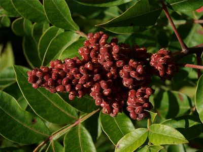 Rhus copallinum (Winged Sumac)
