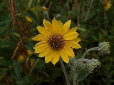 Helianthus mollis (Downy Sunflower)
