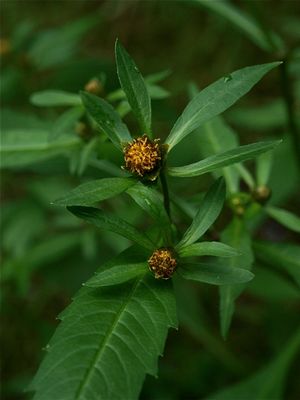 Bidens connata (Swamp Beggar-Ticks)