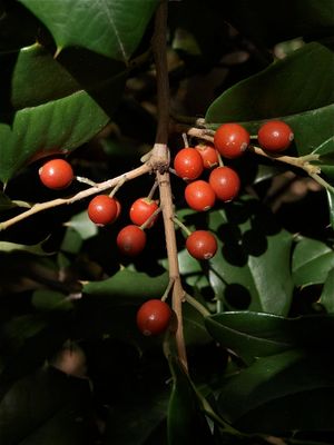 Ilex opaca (American Holly)