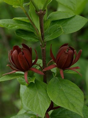 Calycanthus floridus (Carolina All-Spice)