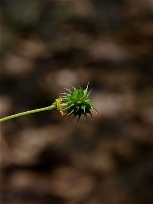 Geum vernum (Spring Avens)