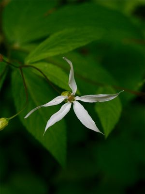 Gillenia trifoliata (Bowman's Root)