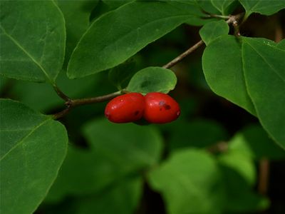 Lonicera canadensis (Canada Honeysuckle)