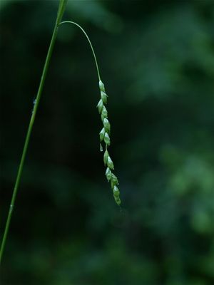 Carex gracillima (Graceful Sedge)