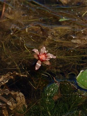 Brasenia schreberi (Water-Shield)