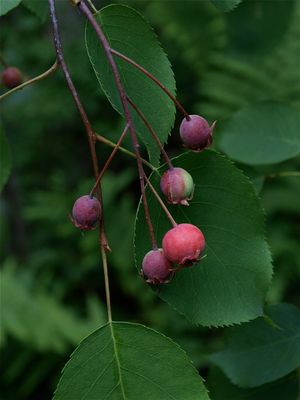 Amelanchier species (Shadbush)