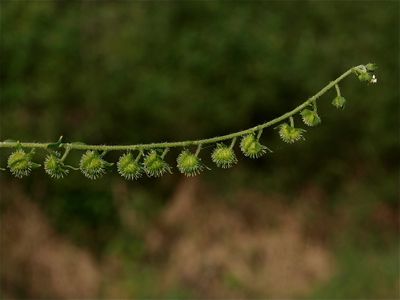 Hackelia virginiana (Virginia Stickseed)