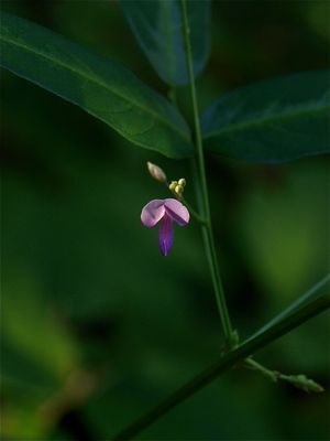 Desmodium paniculatum (Panicled Tick-Trefoil)