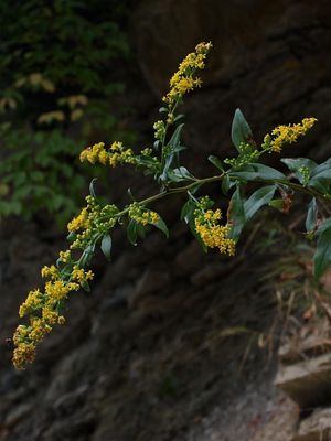Solidago arguta (Sharp-Leaved Goldenrod)