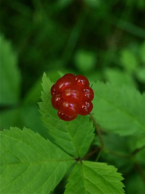 Rubus pubescens (Dwarf Raspberry)