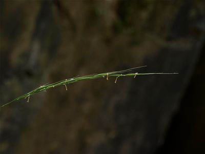 Brachyelytrum species (Shorthusk)