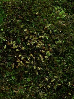 Diphyscium foliosum (Nut Moss)