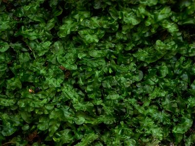 Pallavicinia lyellii (Ribbonwort)