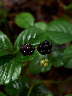 Rubus hispidus (Bristly Dewberry)