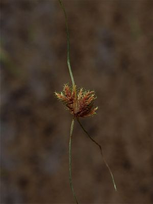 Cyperus squarrosus (Bearded Flat Sedge)