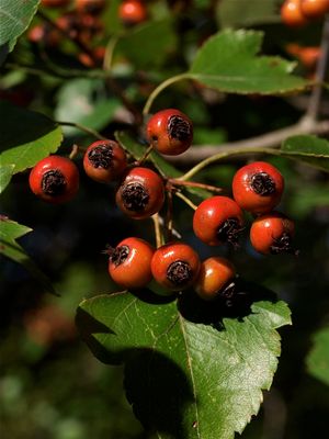Crataegus phaenopyrum (Washington Hawthorn)