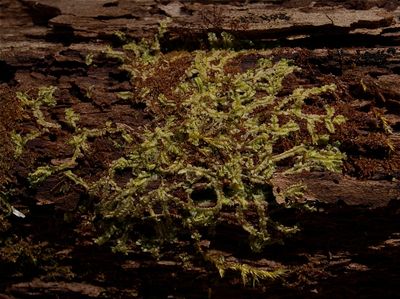 Lophocolea heterophylla (Various-Leaved Crestwort)