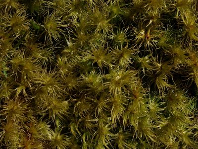 Dicranum polysetum (Wrinkled Broom Moss)