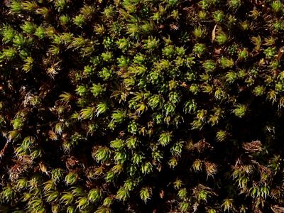 Polytrichum piliferum (Bristly Haircap Moss)