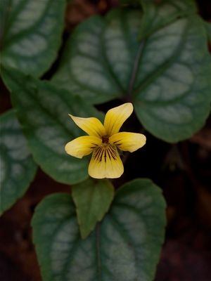 Viola hastata (Halberd-Leaved Violet)