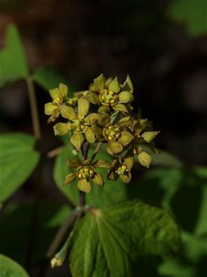 Caulophyllum thalictroides (Late Blue Cohosh)