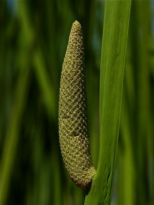 Acorus americanus (Sweet Flag)