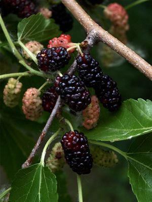 Morus species (Mulberry)
