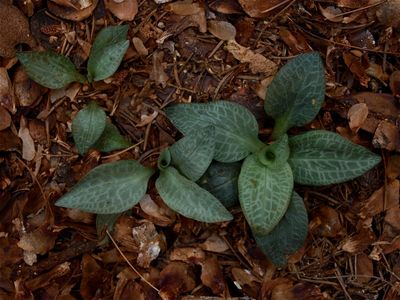 Goodyera tesselata (Checkered Rattlesnake-Plantain)