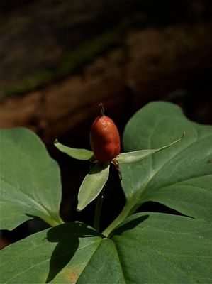 Trillium undulatum (Painted Trillium)