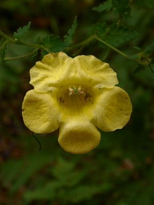 Aureolaria pedicularia (Fern-Leaved Yellow False Foxglove)