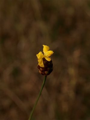 Xyris torta (Twisted Yellow-Eyed Grass)