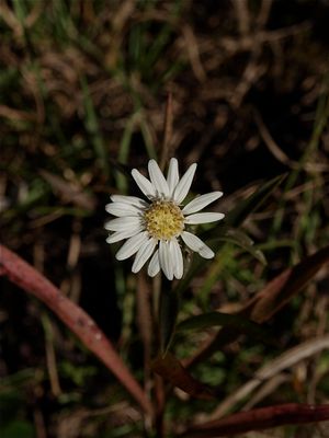 Solidago ptarmicoides (White Flat-Topped Goldenrod)