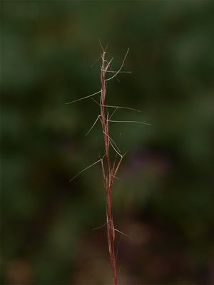 Aristida longespica (Slim-Spike Three-Awn)