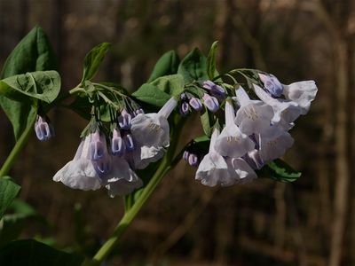 Mertensia virginica (Virginia Bluebells) - Pale Flowers