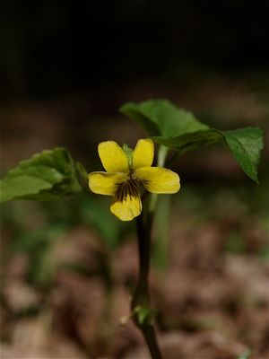 Viola pubescens (Downy Yellow Violet)