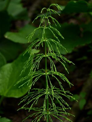 Equisetum sylvaticum (Wood Horsetail)