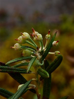 Andromeda polifolia (Bog Rosemary)