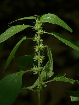 Parietaria pensylvanica (Pennsylvania Pellitory)