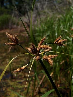 Bolboschoenus fluviatilis (River Bulrush)