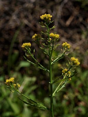 Rorippa palustris (Marsh Yellow Cress)