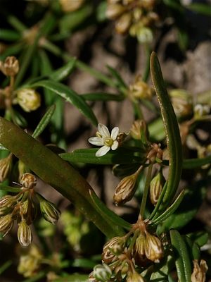 Mollugo verticillata (Green Carpetweed)