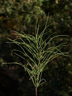 Equisetum arvense (Field Horsetail)