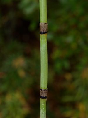 Equisetum hyemale (Rough Horsetail)