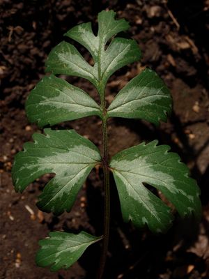 Hydrophyllum virginianum (Virginia Waterleaf)