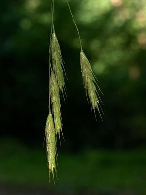 Bromus latiglumis (Ear-Leaved Brome)