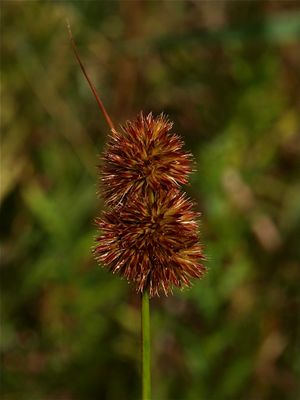 Juncus torreyi (Torrey's Rush)