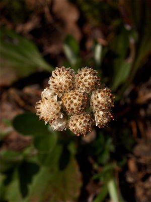 Antennaria plantaginifolia (Plantain-Leaved Pussytoes)